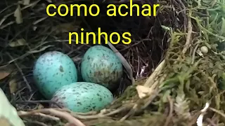 como encontrar ninhos no mato