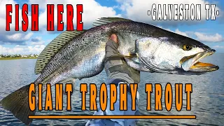 Galveston Trophy Trout Spot {Maps & Coordinates Provided} Easy Location