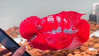 The best flowerhorn fish and beautiful color aqaurium