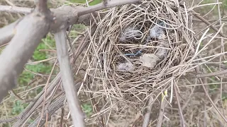 Випурхаю із дому...— Віктор Остроух