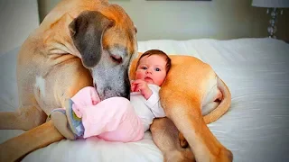 Cute Dogs Love Babies 🐶👶 Cute Dogs Babysitting Babies (Full) [Epic Life]