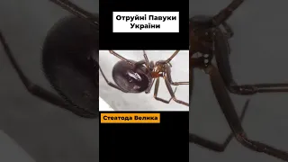 Отруйний Павук, що Живе Вдома