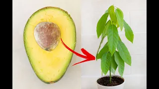 Growing Avocado Plant from Seed: In Water & Soil | Step-by-Step Guide