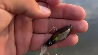 I took this squid lure micro fishing in a river...   What happens might surprise you