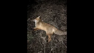 Охота на лису с мелкашкой. Регулирование хищника / Fox hunting with 22LR