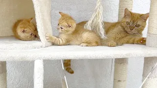 Kittens playing hide-and-seek under the supervision of mom cat