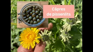 🌼 Câpres de pissenlits (boutons floraux) & racine (en bref)