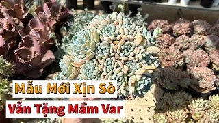 Thêm lô sen nhập nhiều mẫu cực chất lượng | succulent Gia Nghia