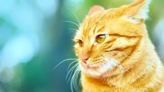 Котам иногда бывает стыдно (2015) | Cats feel confused compilation