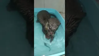 funny baby otter first time see live fish