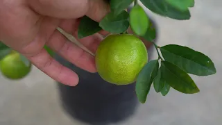 Video summarizing how to propagate fruit trees with unique, simple branches at home and save money