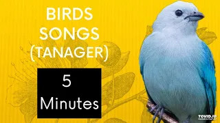 BIRDS SINGING TANAGERS - Different Kinds- MUSIC 🌸☺️