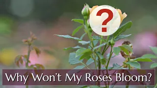 Why Won't my Roses Bloom?