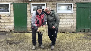 Все буде Україна! Маленька ферма Brown Swiss, будемо топити дім навозом ну не пропадемо...