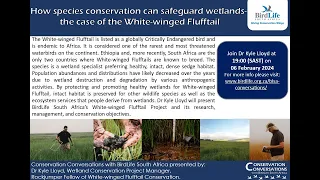 Conservation Conversations: World Wetlands Day (White-winged Flufftail) - Dr Kyle Lloyd - 06Feb2024)