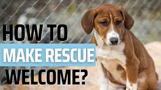 how to make your new rescue dog comfortable 🐶