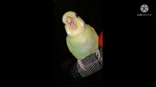 Parrot Talking - Smart And Funny Parrots Video #1 | Pets Town / vlog city s , video 2021 //