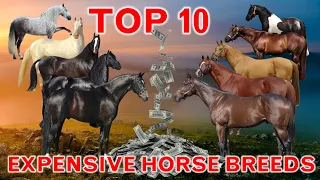 Top 10 Most Expensive Horse Breeds in the World.