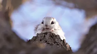 [4K] エゾモモンガ　Siberianflyingsquirrel