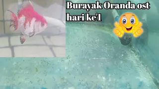 Burayak Oranda ost hari pertama... @AAAChannel26 , #burayak #ikankoki #kokioranda