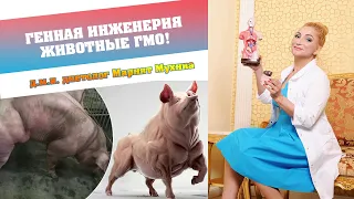 Генная инженерия  Животные ГМО!