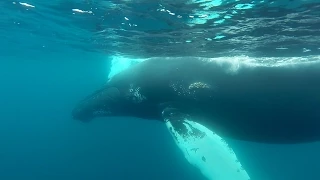 GoPro: Snorkeling With Humpback Whales