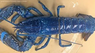 Rare blue lobster turns up in 1-in-2-million find