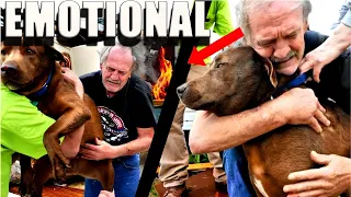 Most Heartwarming Moments Dogs Reunions With Their Owners That Will Melt Your Heart!