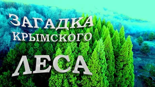 Роща Секвой в Крыму - невероятное место которое я вижу впервые. Почему это место скрывали Крым 2021