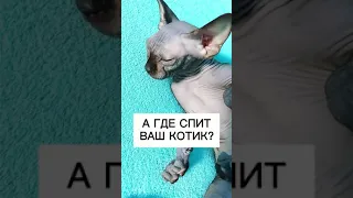 Почему лысая кошка Сфинкс спит в вашей постели #tiktok