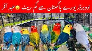 Lovebirds ki bahut bari Advance Eid offer/lovebirds price in Sunday market Islamabad #lovebirds