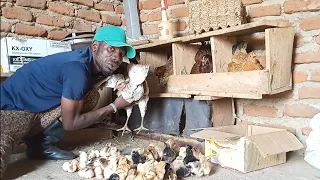 #localchicken #brooding                                  Brooding 100 baby chicks with 1 broody hen