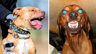 10 Most Angry and Aggressive Dog Breeds in the World