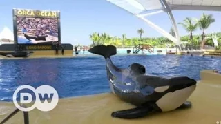 Spain: Killer whales in captivity | DW Documentary