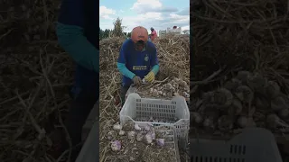 Cortando ajos  en Tupungato Mendoza Arg