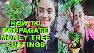 HOW TO PROPAGATE MONEY TREE FROM CUTTINGS PROVEN AND TESTED EASY WAY WITHOUT USING ROOTING HORMONE