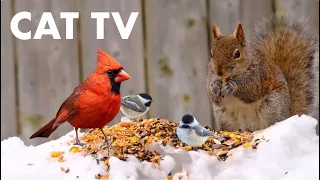 Cardinals, Finches, Juncos and Squirrels in the Snow - 10 Hour Cat TV for Pets - Jan 24, 2024