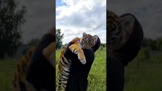 🐅тигр