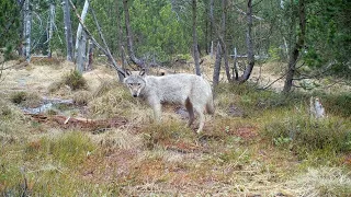 Wolfsfähe zwischen Großrückerswalde und Olbernhau, April 2022