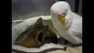 Попугай заигрывает к коту. Я беременна от тебя))