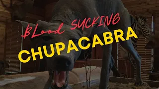 The Truth Behind the Blood Sucking Chupacabra