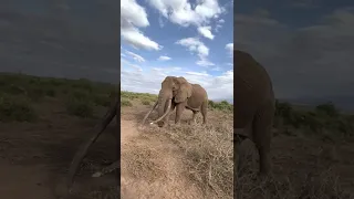 Craig the Super Tusker in Amboseli National Park Kenya