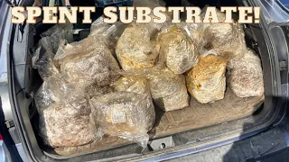 Using Spent Mushroom Substrate