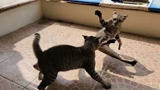 cat fight