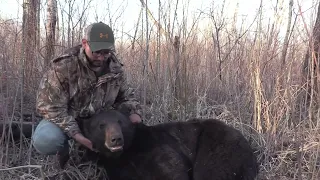 Manitoba Black bear hunt