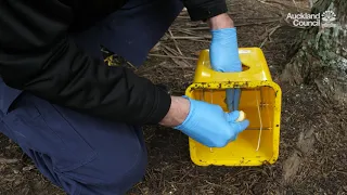 Possum trapping | Auckland Council
