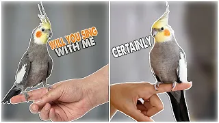 Cockatiel Best Singing and Talking Companion in the World / Cockatiel Singing training video /2023