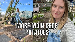 MORE MAIN CROP POTATOES! / ALLOTMENT GARDENING FOR BEGINNERS