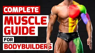 Complete Muscle Guide for Bodybuilders