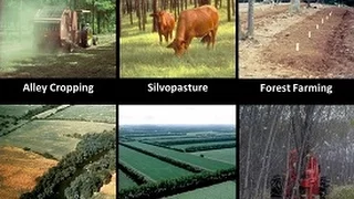 Introduction to Agroforestry Systems